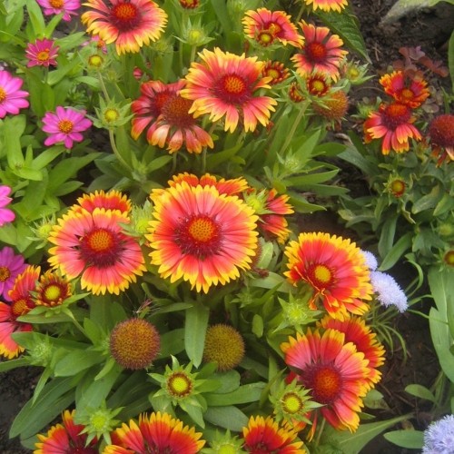 Gaillardia 'Arizona Sun' - Mõrsjalill 'Arizona Sun' P9/0,55L